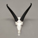 Riedbock Antilope Sch&auml;deltroph&auml;e Afrika Troph&auml;e taxidermy, HL 33 cm
