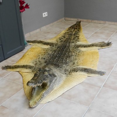 Nil Krokodil Vorleger Präparat mit offenen Fang mit Genehmigung zum Verkauf Länge 290 cm