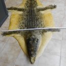 Nil Krokodil Vorleger Pr&auml;parat mit offenen Fang mit Genehmigung zum Verkauf L&auml;nge 290 cm