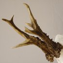 Silbermedaillenbock Rosenstöcke Methusalem Rehgeweih Reh Bock Geweih Gehörn 501g stark CIC 115,15 IP kapital