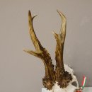 Silbermedaillenbock Rosenstöcke Methusalem Rehgeweih Reh Bock Geweih Gehörn 501g stark CIC 115,15 IP kapital