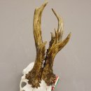 Silbermedaillenbock Rosenstöcke Methusalem Rehgeweih Reh Bock Geweih Gehörn 501g stark CIC 115,15 IP kapital