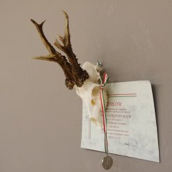 Silbermedaillenbock Rosenstöcke Methusalem Rehgeweih Reh Bock Geweih Gehörn 501g stark CIC 115,15 IP kapital