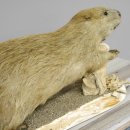 Biber Präparat auf Dekobrett mit Herkunftsnachweis