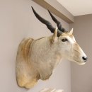 Common Eland (Tragelaphus Oryx) Antilope Elenantilope...