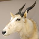 Common Eland (Tragelaphus Oryx) Antilope Elenantilope Kopf Präparat Afrika Kudu Gehörn Höhe 122 cm