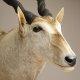 Common Eland (Tragelaphus Oryx) Antilope Elenantilope Kopf Präparat Afrika Kudu Gehörn Höhe 122 cm