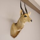 Buschbock Antilope Afrika Kopf Schulter Präparat...