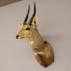 Buschbock Antilope Afrika Kopf Schulter Präparat Trophäe HL 32,4 cm
