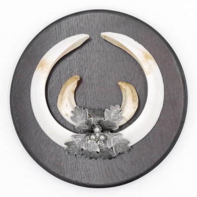 1 Stück Wildschwein Keilerwaffe mit Eichenlaub Verzierung Trophäe Keiler Gewaff Hauer Länge 21 cm #32.198