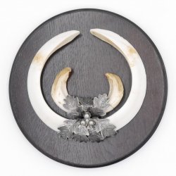 1 Stück Wildschwein Keilerwaffe mit Eichenlaub Verzierung Trophäe Keiler Gewaff Hauer Länge 21 cm #32.198