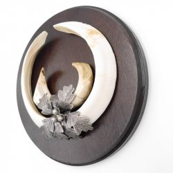 1 Stück Wildschwein Keilerwaffe mit Eichenlaub Verzierung Trophäe Keiler Gewaff Hauer Länge 21 cm #32.198