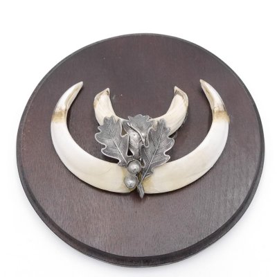 1 Stück Wildschwein Keilerwaffe mit Eichenlaub Verzierung Trophäe Keiler Gewaff Hauer Länge 13,5 cm