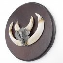 1 Stück Wildschwein Keilerwaffe mit Eichenlaub Verzierung Trophäe Keiler Gewaff Hauer Länge 13,5 cm