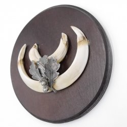 1 Stück Wildschwein Keilerwaffe mit Eichenlaub Verzierung Trophäe Keiler Gewaff Hauer Länge 13,5 cm