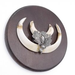 1 Stück Wildschwein Keilerwaffe mit Eichenlaub Verzierung Trophäe Keiler Gewaff Hauer Länge 13,5 cm