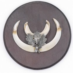 1 Stück Wildschwein Keilerwaffe mit Eichenlaub Verzierung Trophäe Keiler Gewaff Hauer Länge 13,5 cm