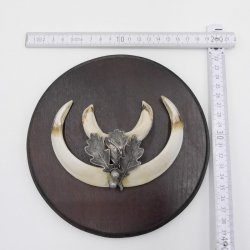1 Stück Wildschwein Keilerwaffe mit Eichenlaub Verzierung Trophäe Keiler Gewaff Hauer Länge 13,5 cm