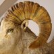 Dickhornschaf Kopfpräparat Kopf Präparat Trophäe Hornlänge 87 cm, Hornumfang 41 cm auf Trophäenschild