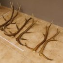 3 Paar Rothirsch Abwurf Geweih Stangen für Dekoration Länge 70 - 83 cm