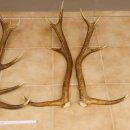 3 Paar Rothirsch Abwurf Geweih Stangen für Dekoration Länge 70 - 83 cm