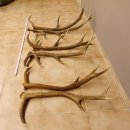 3 Paar Rothirsch Abwurf Geweih Stangen für Dekoration Länge 70 - 83 cm