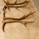 3 Paar Rothirsch Abwurf Geweih Stangen für Dekoration Länge 70 - 83 cm