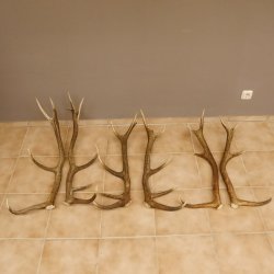 3 Paar Rothirsch Abwurf Geweih Stangen für Dekoration Länge 70 - 83 cm