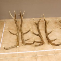 3 Paar Rothirsch Abwurf Geweih Stangen für Dekoration Länge 70 - 83 cm