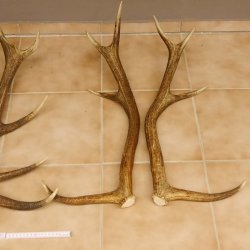 3 Paar Rothirsch Abwurf Geweih Stangen für Dekoration Länge 70 - 83 cm