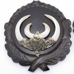 2 Stück Wildschwein Keilerwaffen mit Eichenlaub Verzierung Trophäe Keiler Gewaff Hauer Länge 17,6 cm auf geschnitztem Trophäenschild