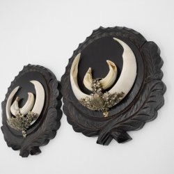 2 Stück Wildschwein Keilerwaffen mit Eichenlaub Verzierung Trophäe Keiler Gewaff Hauer Länge 17,6 cm auf geschnitztem Trophäenschild