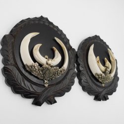 2 Stück Wildschwein Keilerwaffen mit Eichenlaub Verzierung Trophäe Keiler Gewaff Hauer Länge 17,6 cm auf geschnitztem Trophäenschild