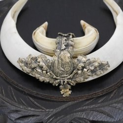 2 Stück Wildschwein Keilerwaffen mit Eichenlaub Verzierung Trophäe Keiler Gewaff Hauer Länge 17,6 cm auf geschnitztem Trophäenschild