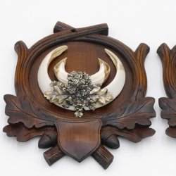 2 Stück Wildschwein Keilerwaffen mit Eichenlaub Verzierung Trophäe Keiler Gewaff Hauer Länge 17,3 cm auf geschnitztem Trophäenschild