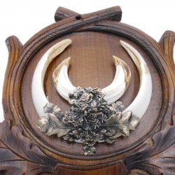 2 Stück Wildschwein Keilerwaffen mit Eichenlaub Verzierung Trophäe Keiler Gewaff Hauer Länge 17,3 cm auf geschnitztem Trophäenschild