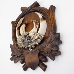 1 Stück Wildschwein Keilerwaffen mit Eichenlaub Verzierung Trophäe Keiler Gewaff Hauer Länge 17,2 cm auf geschnitztem Trophäenschild