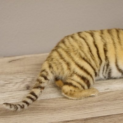 Baby Tiger Pr&auml;parat Tierpr&auml;parat Jungtier Breite 39 cm mit Genehmung zum Verkauf