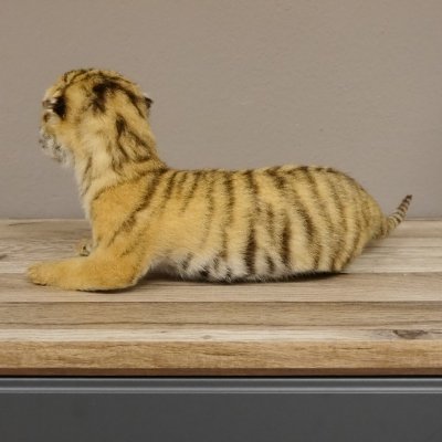 Baby Tiger Pr&auml;parat Tierpr&auml;parat Jungtier Breite 39 cm mit Genehmung zum Verkauf