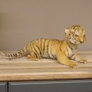 Baby Tiger Pr&auml;parat Tierpr&auml;parat Jungtier Breite 39 cm mit Genehmigung zum Verkauf