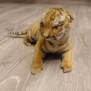 Baby Tiger Pr&auml;parat Tierpr&auml;parat Jungtier Breite 39 cm mit Genehmigung zum Verkauf