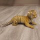 Baby Tiger Präparat Tierpräparat Jungtier Breite 39 cm mit Genehmigung zum Verkauf