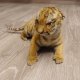Baby Tiger Präparat Tierpräparat Jungtier Breite 39 cm mit Genehmigung zum Verkauf