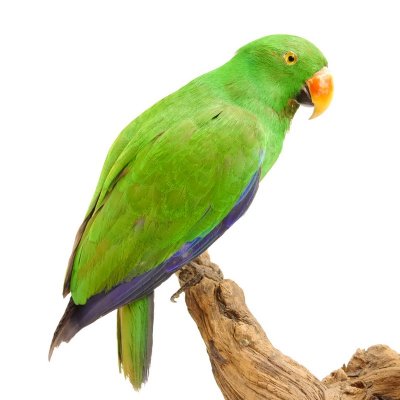 Edelpapagei Papageienpaar Vogel Pr&auml;parat pr&auml;pariert Tierpr&auml;parat mit Genehmigung zum Verkauf H&ouml;he 41cm