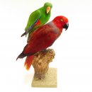 Edelpapagei Papageienpaar Vogel Pr&auml;parat pr&auml;pariert Tierpr&auml;parat mit Genehmigung zum Verkauf H&ouml;he 41cm