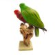 Edelpapagei Papageienpaar Vogel Präparat präpariert Tierpräparat mit Genehmigung zum Verkauf Höhe 41cm
