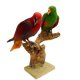 Edelpapagei Papageienpaar Vogel Präparat präpariert Tierpräparat mit Genehmigung zum Verkauf Höhe 41cm