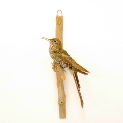 Glanzamalie Kolibri Vogel Präparat präpariert Tierpräparat Höhe 14 cm