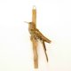 Glanzamalie Kolibri Vogel Präparat präpariert Tierpräparat Höhe 14 cm