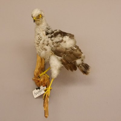Sperber jung Vogel Greifvogel Pr&auml;parat pr&auml;pariert taxidermy Tierpr&auml;parat mit Genehmigung zur Verkauf